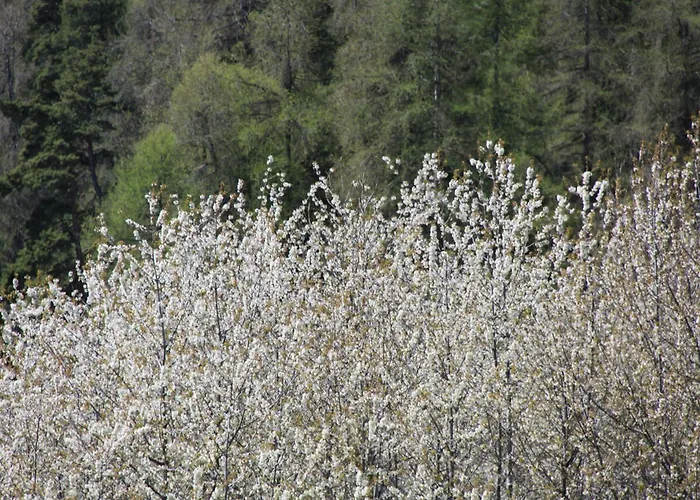 فندق Panoramique تورنيون